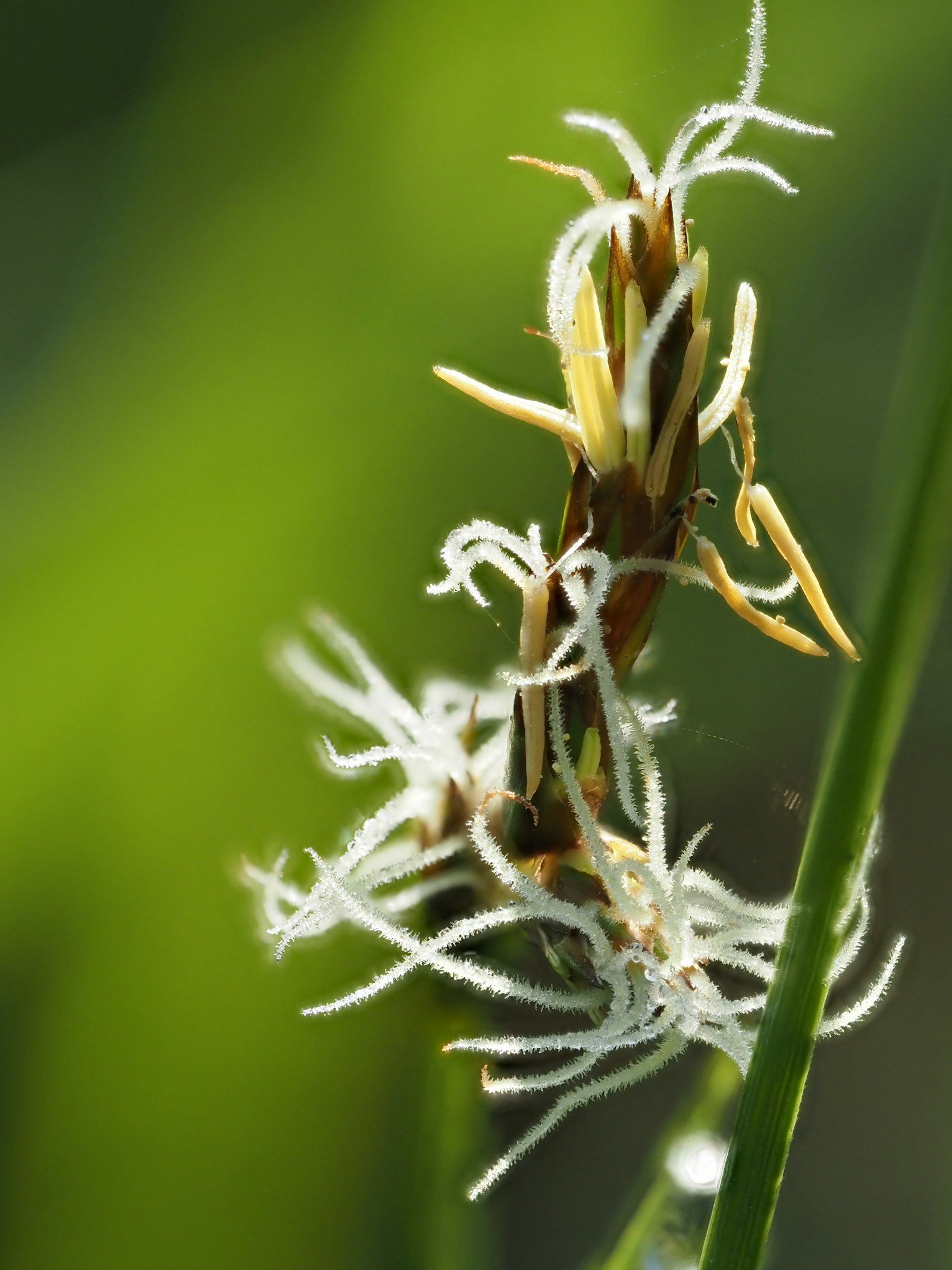 Cuillère de téguments de psyllium blond