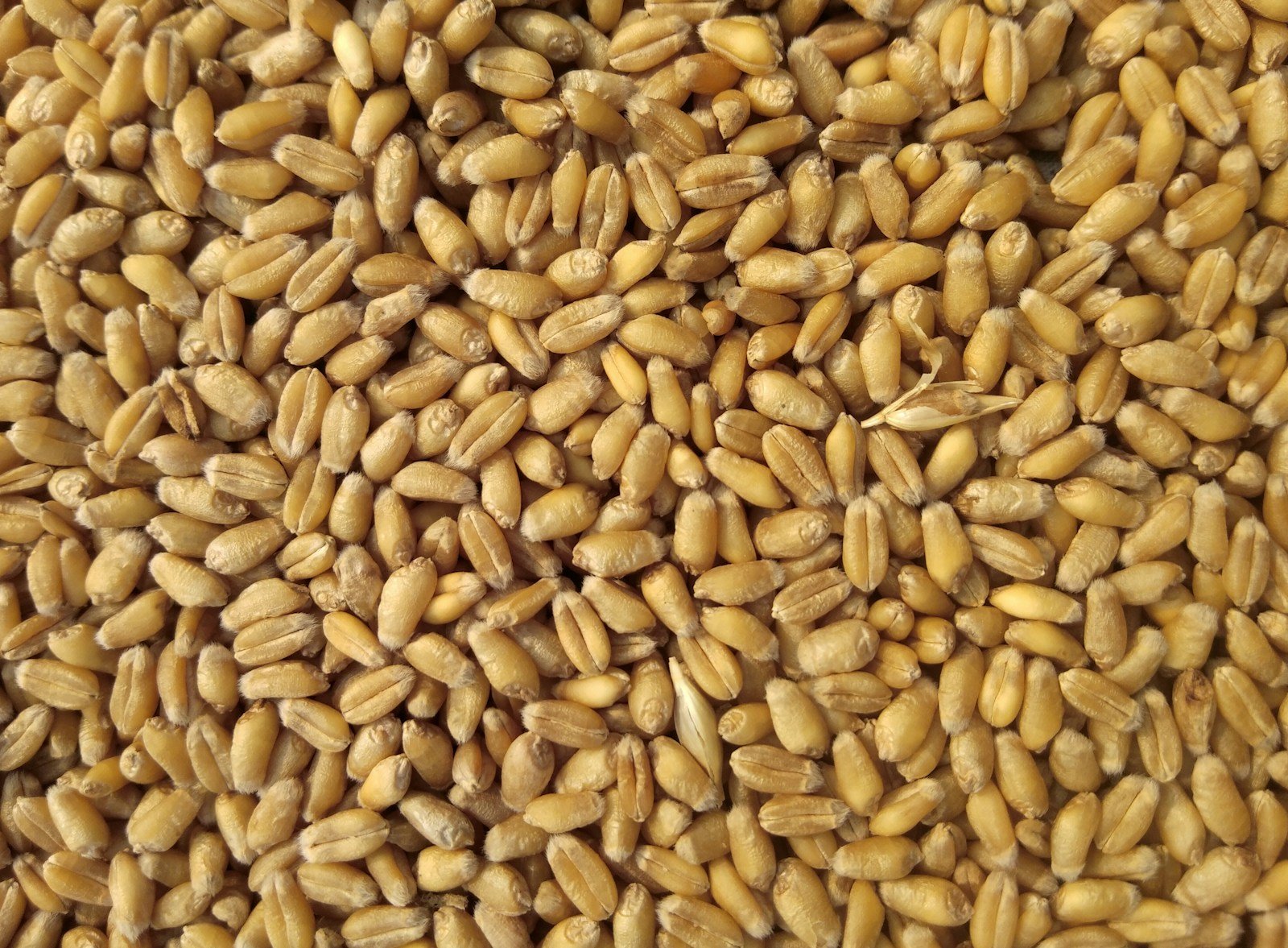Grains de blé en gros plan dans une main