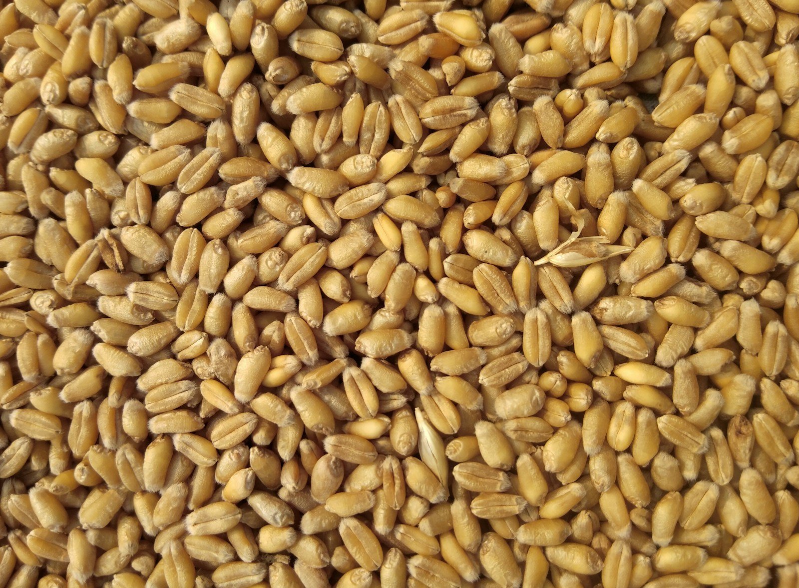 Grains de blé entiers en gros plan